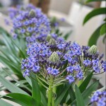 Sommerblumen blau-grün Bianca's Blumenstil