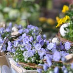 Frühlingsgesteck Violett - Biancas Blumenstil - Gersfeld