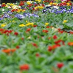 Frühlingsblumen - Biancas Blumenstil - Gersfeld