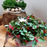 Adventsgesteck - Biancas Blumenstil - Rhön