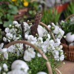 Frühlingsgesteck mit Osterhase - Biancas Blumenstil - Gersfeld