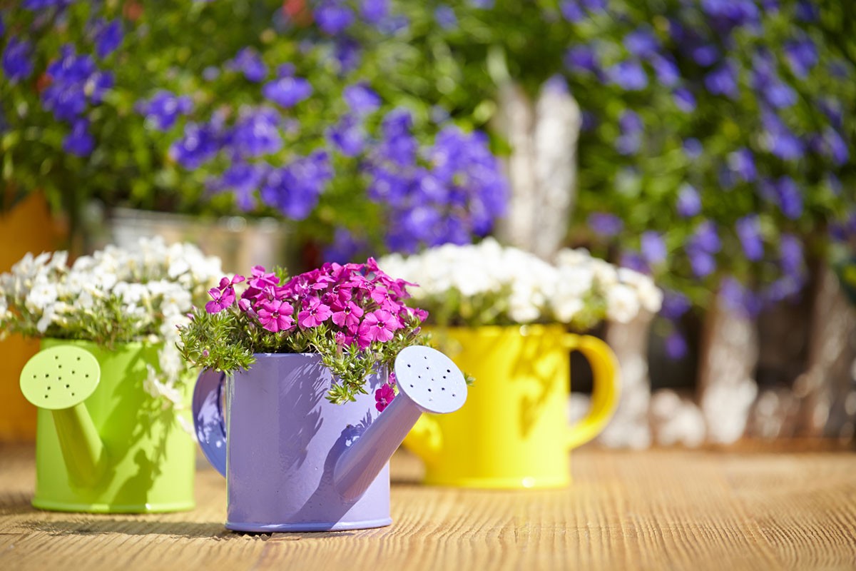 Blumen in bunten Gießkannen - Biancas Blumenstil Rhön