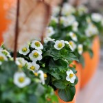 Herbstblume in orangefarbenem Topf