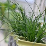 Ziergras in dekorativen Übertöpfen von Bianca's Blumenstil