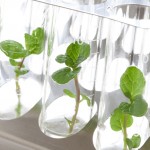 Hydrokulturpflanzen Anzucht Biancas Blumenstil Gersfeld