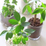 Hydrokulturpflanzen Palmen Vase Biancas Blumenstil Gersfeld